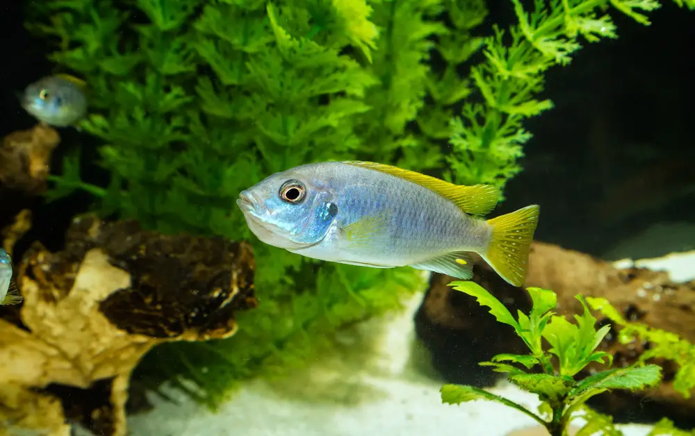 Yellow Tail Acei Cichlid Care