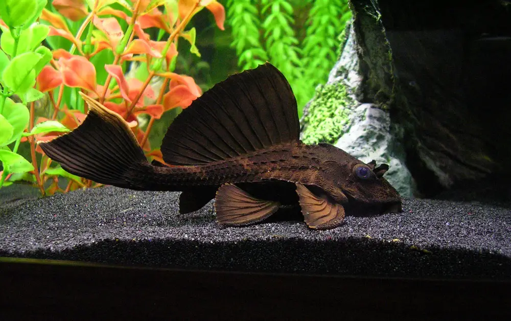 chocolate rhino pleco