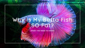 fat-betta-fish