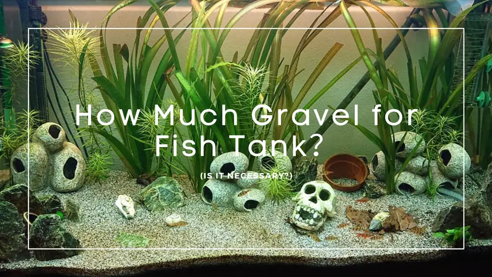 How Much Gravel for Fish Tank (Is It Necessary?)