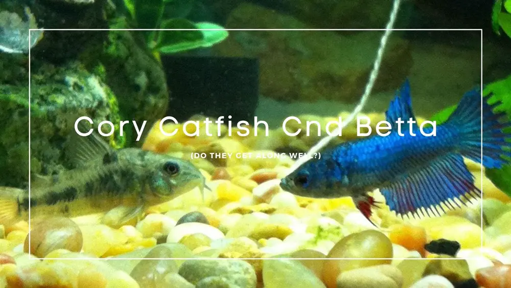 Cory Catfish and Betta