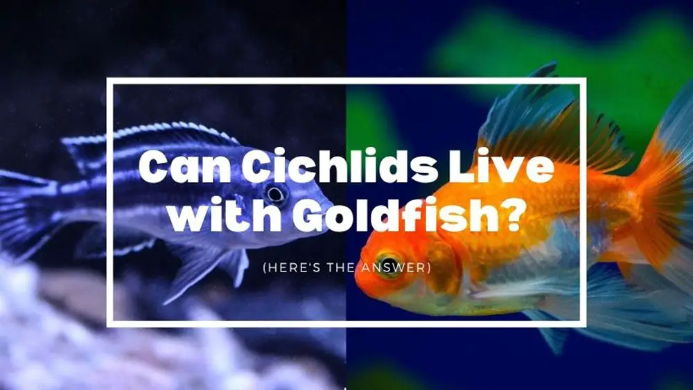 Can Cichlids Live with Goldfish? (NO! Find out Why)