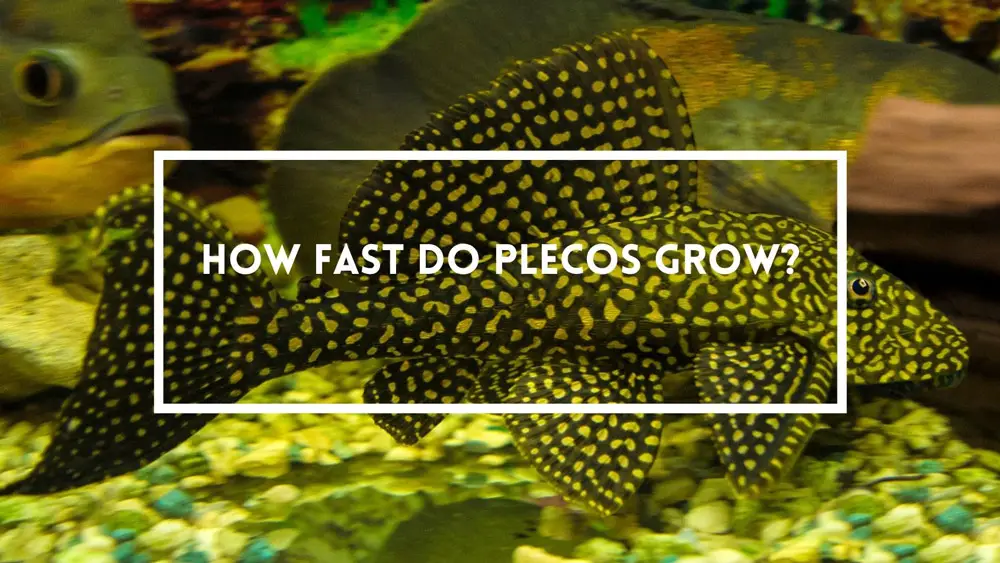 How Fast Do Plecos Grow? (Bristlenose, Common & More)