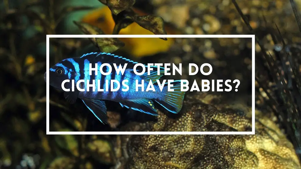 HowOften do Cichlids Have Babies