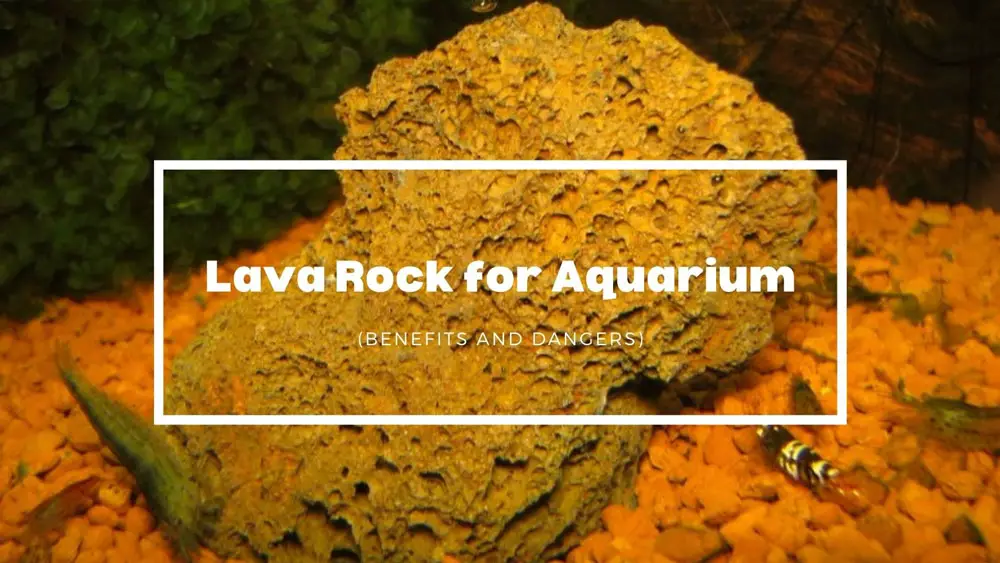 Lava-Rock-for-Aquarium