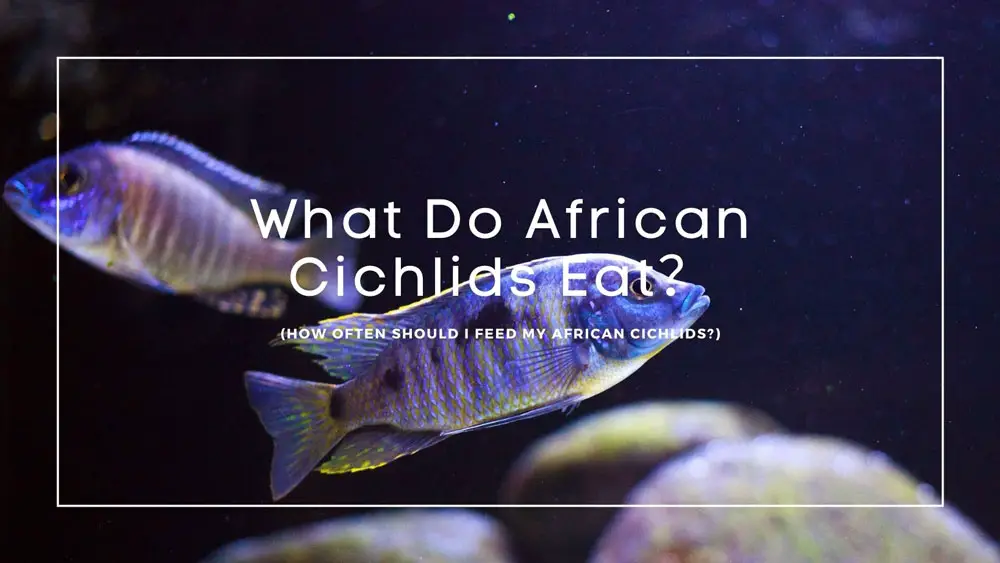 What Do African Cichlids Eat? (+How Often Should You Feed African Cichlids)