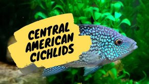 Central American Cichlids