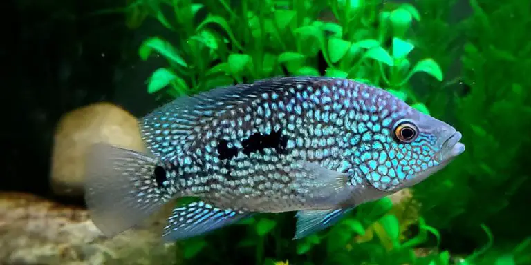 10 Most Popular Central American Cichlids (with Pictures)