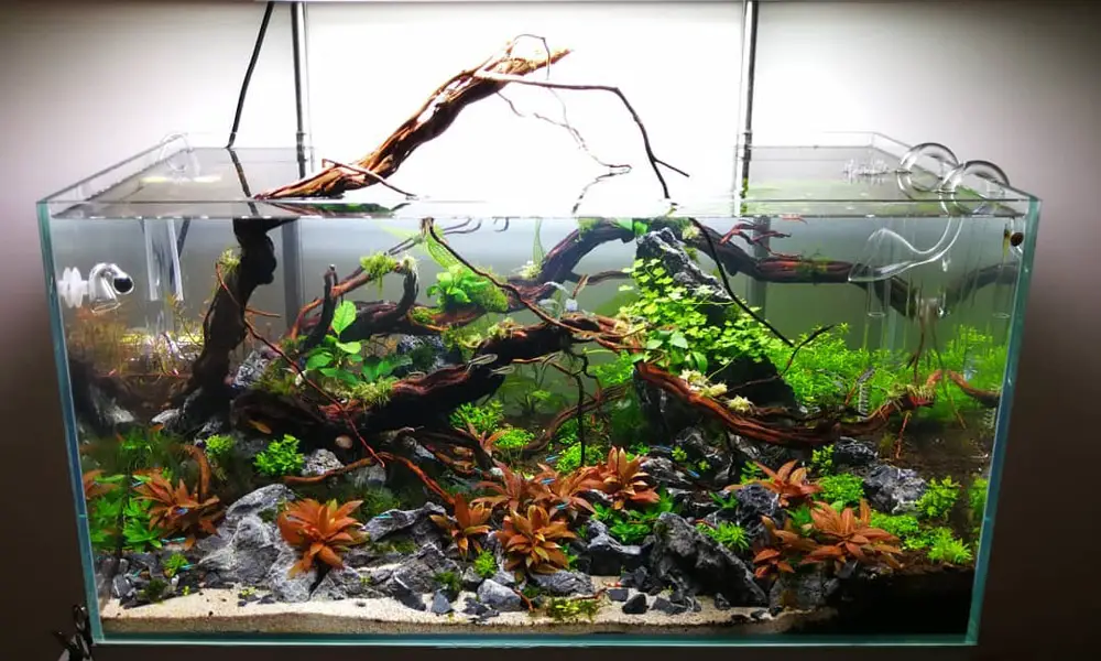 rimless-vs-rimmed-aquarium-what-s-the-difference