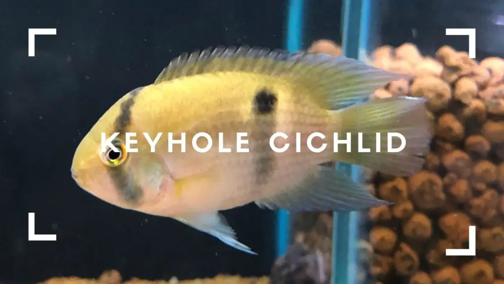 Keyhole Cichlid