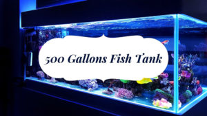 500 Gallons Fish Tank