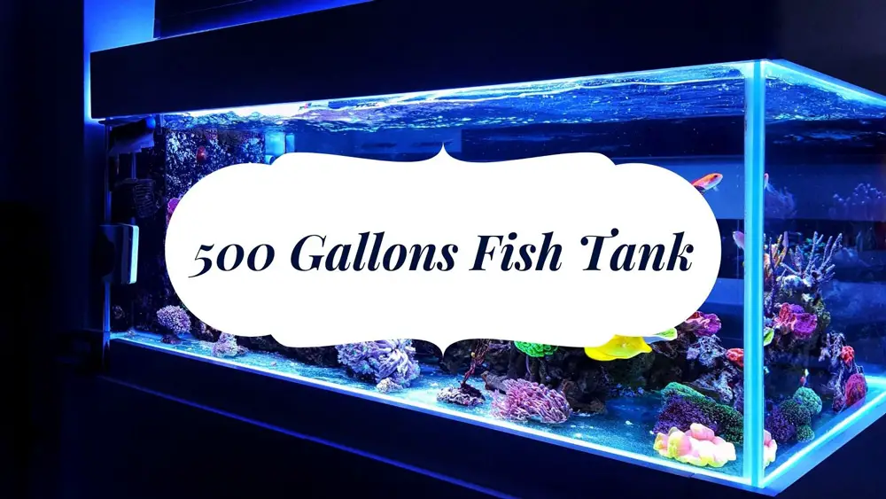 500 Gallons Fish Tank