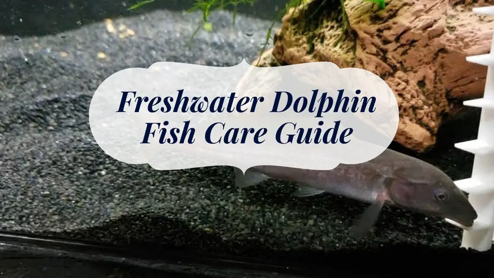 FreshwaterDolphinFishcare
