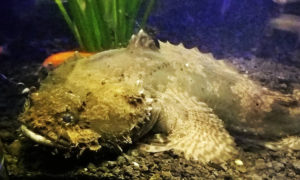 Freshwater Lionfish
