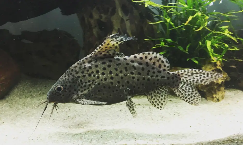 Lace Catfish