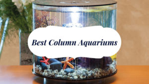 column fish tank