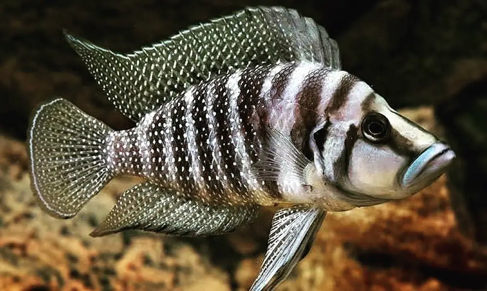 Calvus Cichlid (altolamprologus calvus)