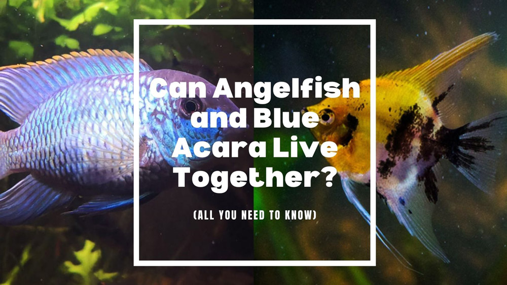 Angelfish and Blue Acara