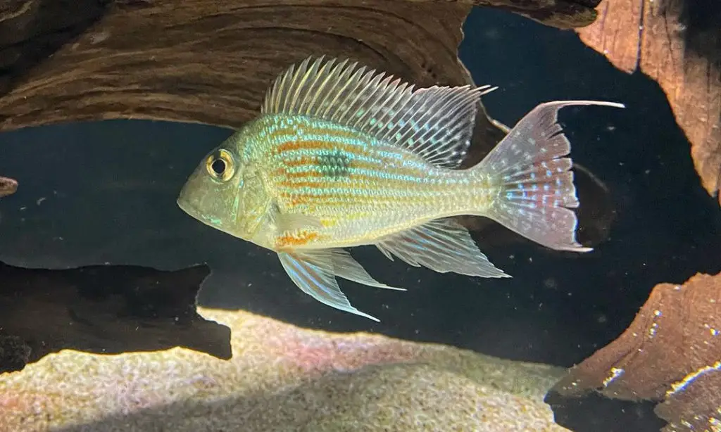 Geophagus sveni (Sven's Eartheater Cichlid)