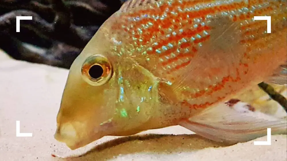 Geophagus altifrons