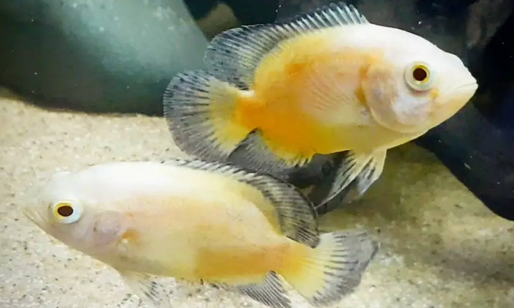 Lemon Oscar Tank Mates