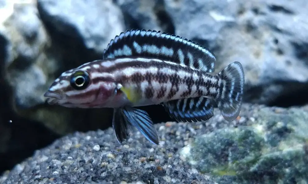 Julidochromis Marlieri (Marlieri Cichlid)
