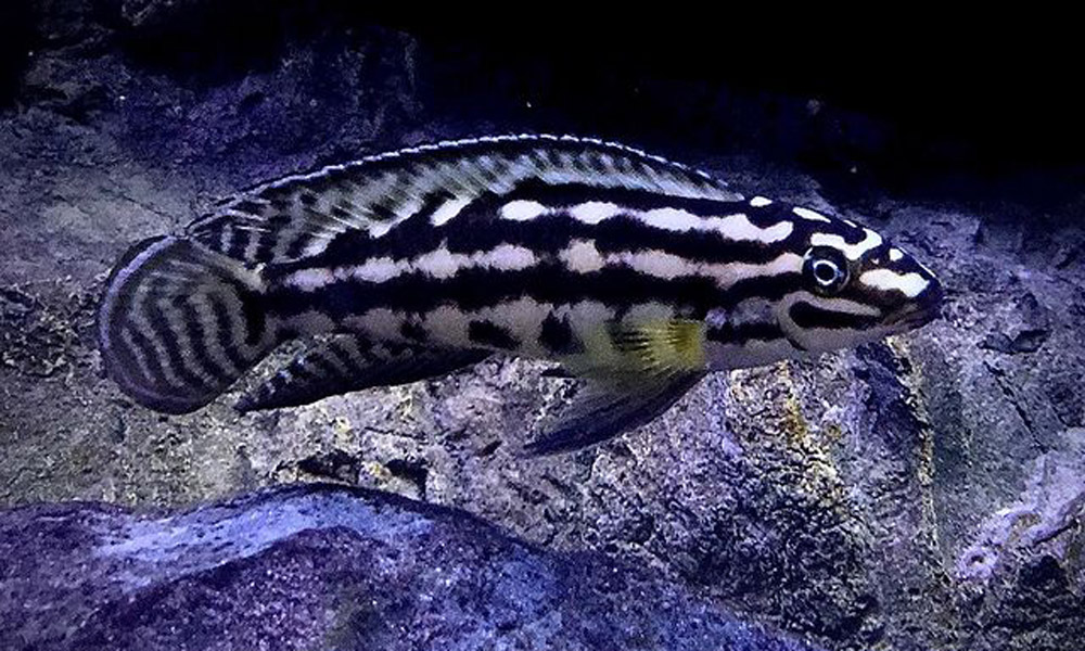 Julidochromis Marlieri (Marlieri Cichlid) size