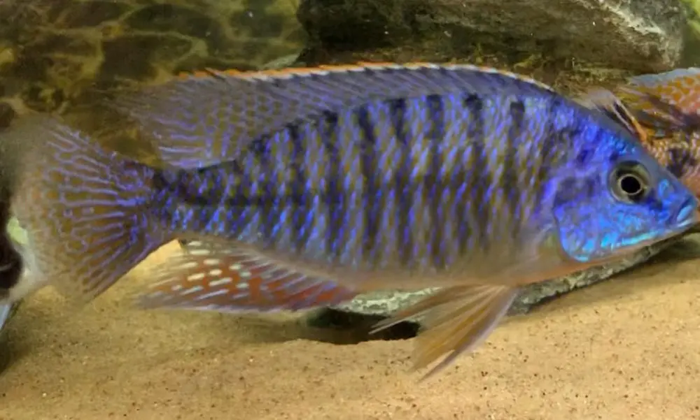 Protomelas taeniolatus “likoma Is”