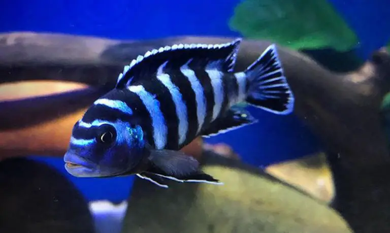 Demasoni Cichlid (P. demasoni) Care Guide & Species Profile