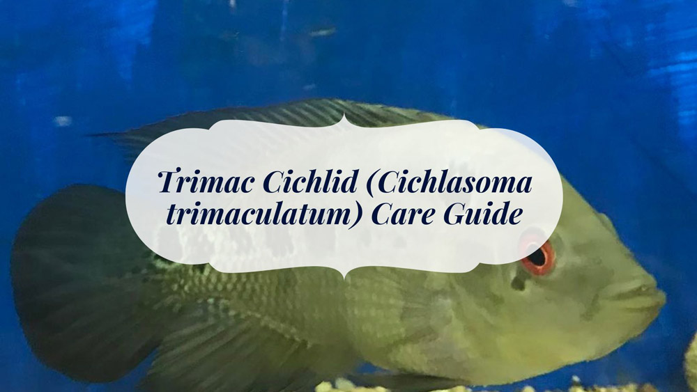 Trimac Cichlid (Cichlasoma Trimaculatum)