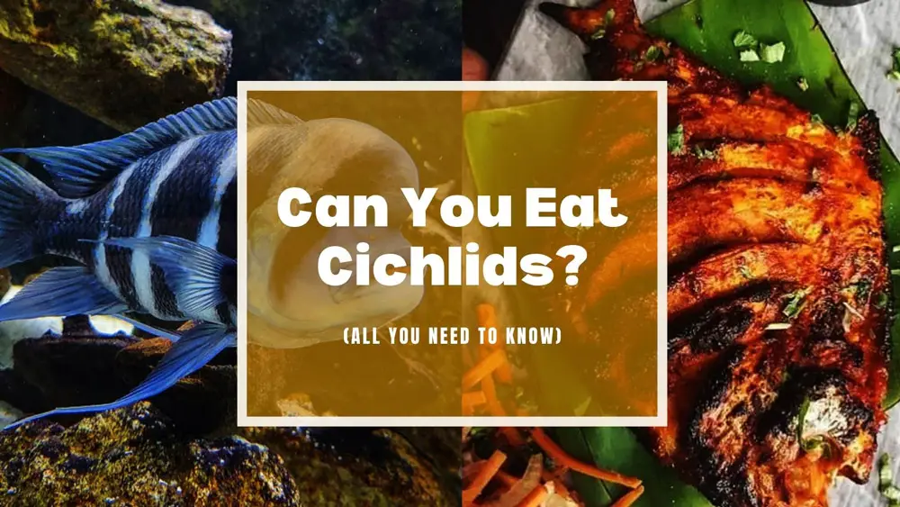 Can You Eat Cichlids