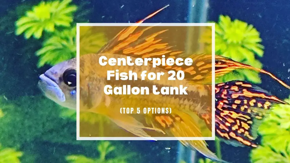 Centerpiece Fish for 20 Gallon tank