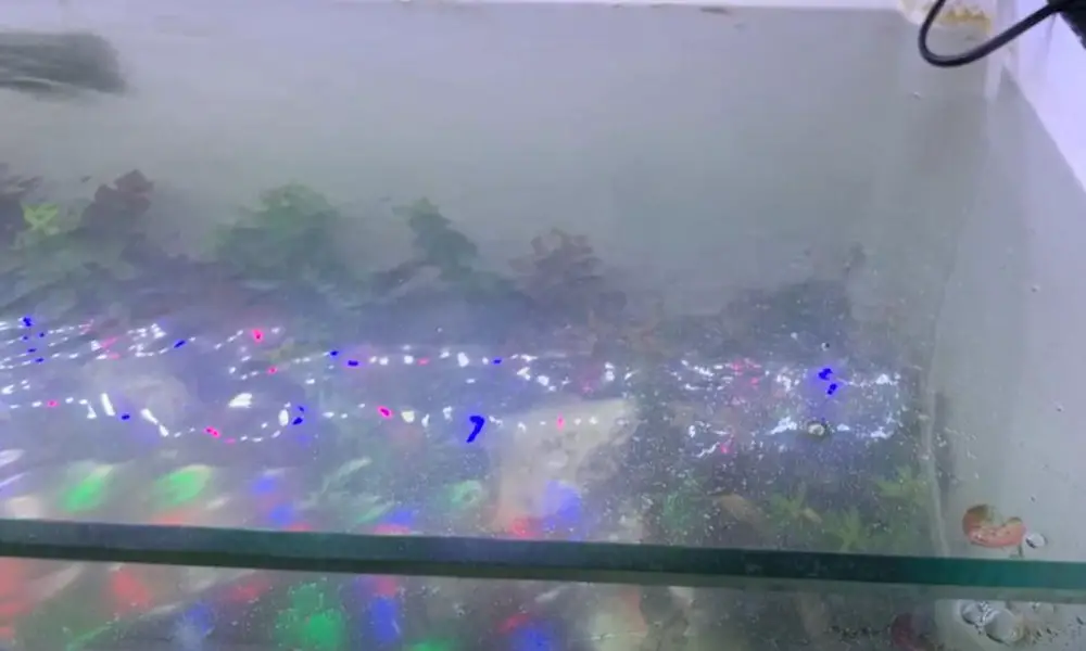 Oil Films On top of Aquariums