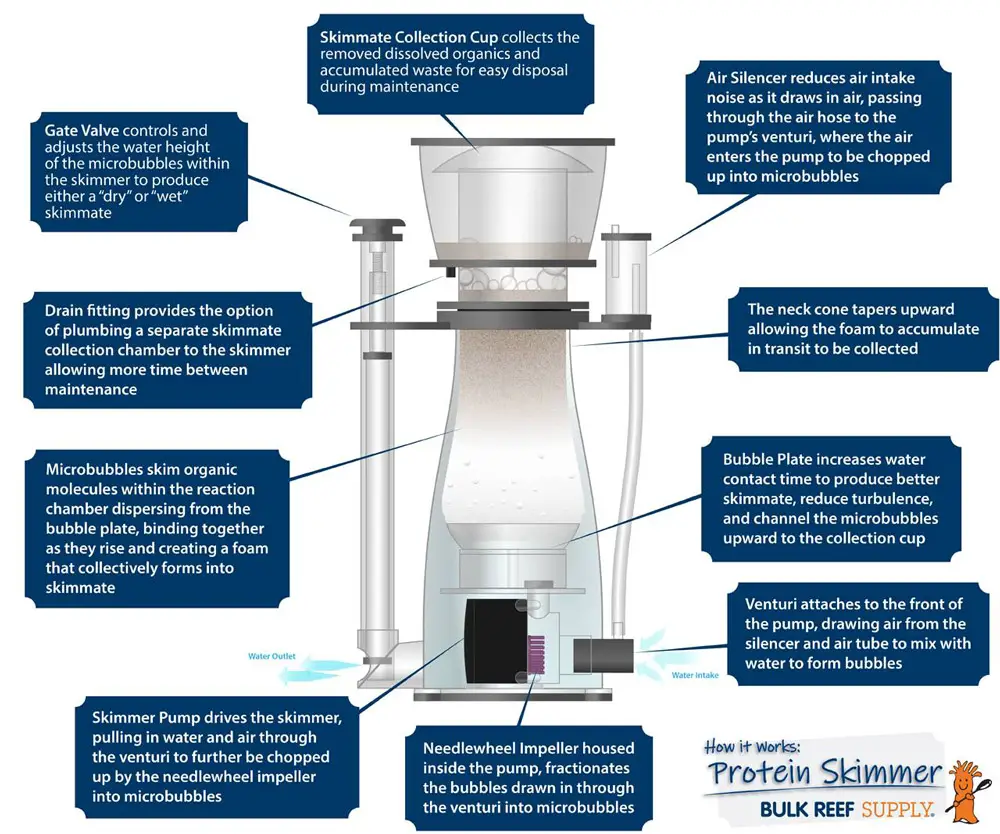 Do Protein Skimmers Work in Freshwater