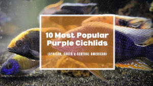 Purple Cichlids