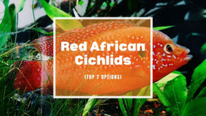 Red African Cichlids