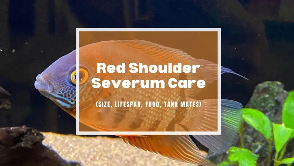 Red Shoulder Severum