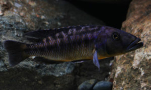 Tyrannochromis macrostoma WF Male