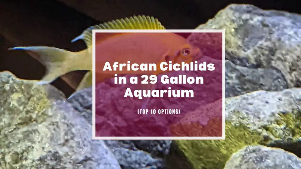 African Cichlids in a 29 Gallon Aquarium