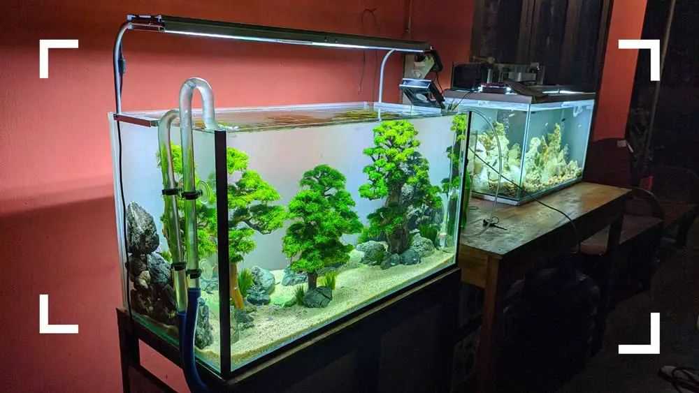 Freshwater Aquarium Setup