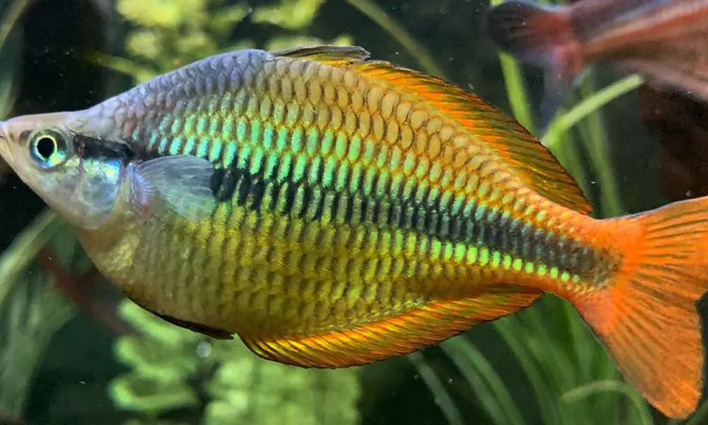 Lake Wanam Rainbowfish (Glossolepis wanamensis)