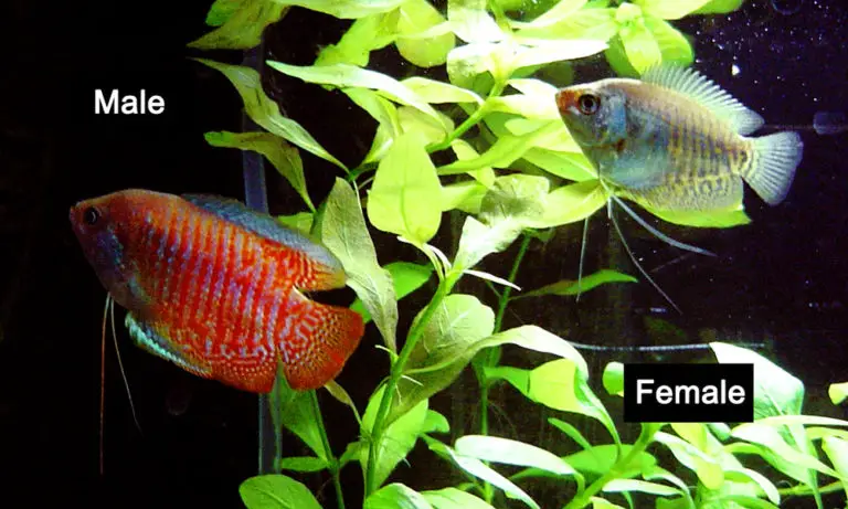 Male Vs. Female Dwarf Gourami (What's the Difference?)