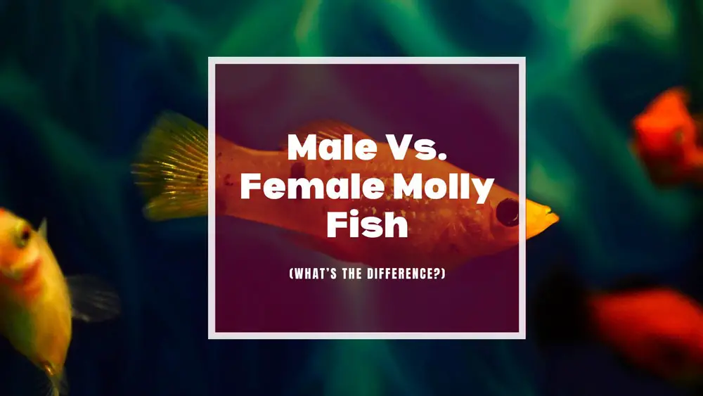 female Molly Fish