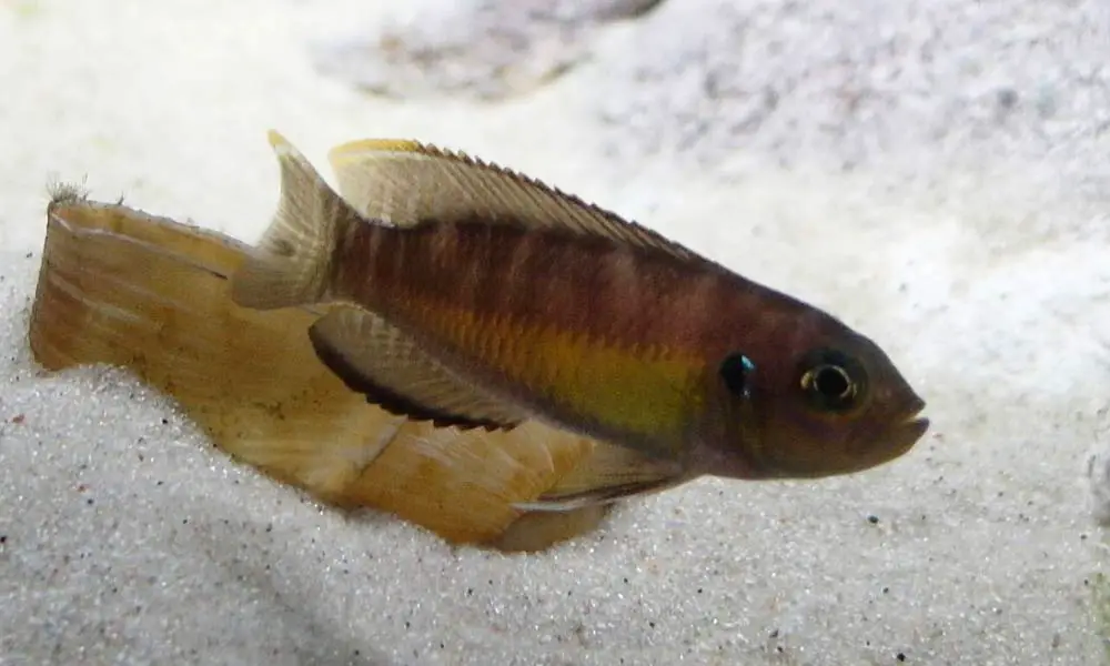 Neolamprologus brevis