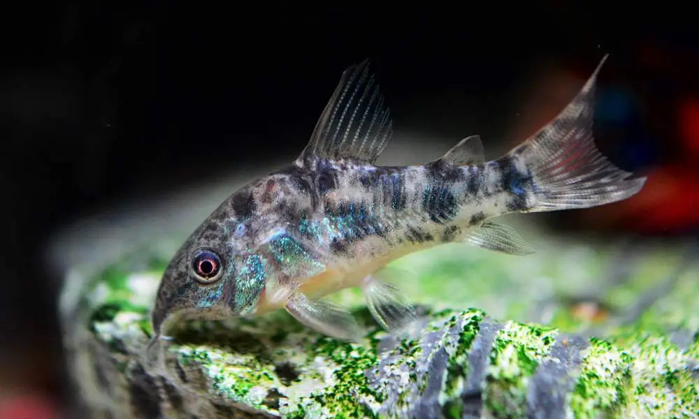 Pepper Cory Fish (Corydoras paleatus)