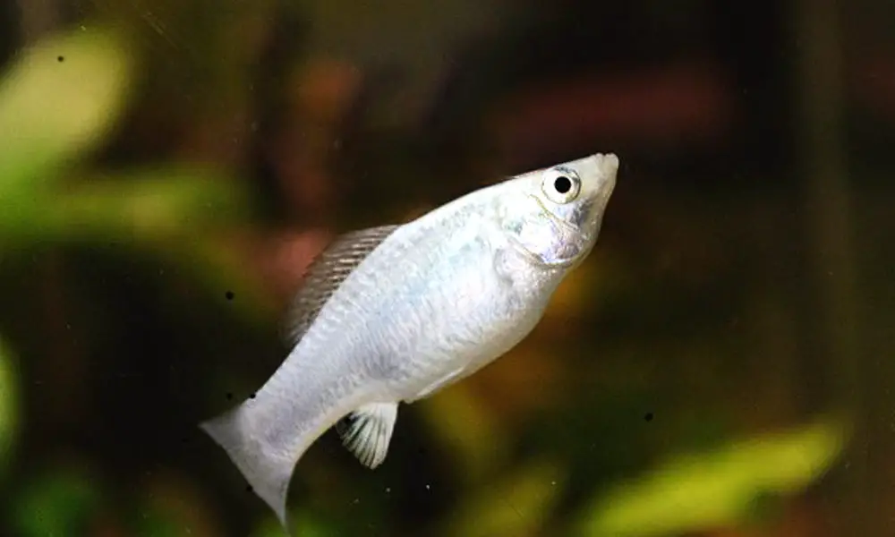 Pregnant Female Molly Fish