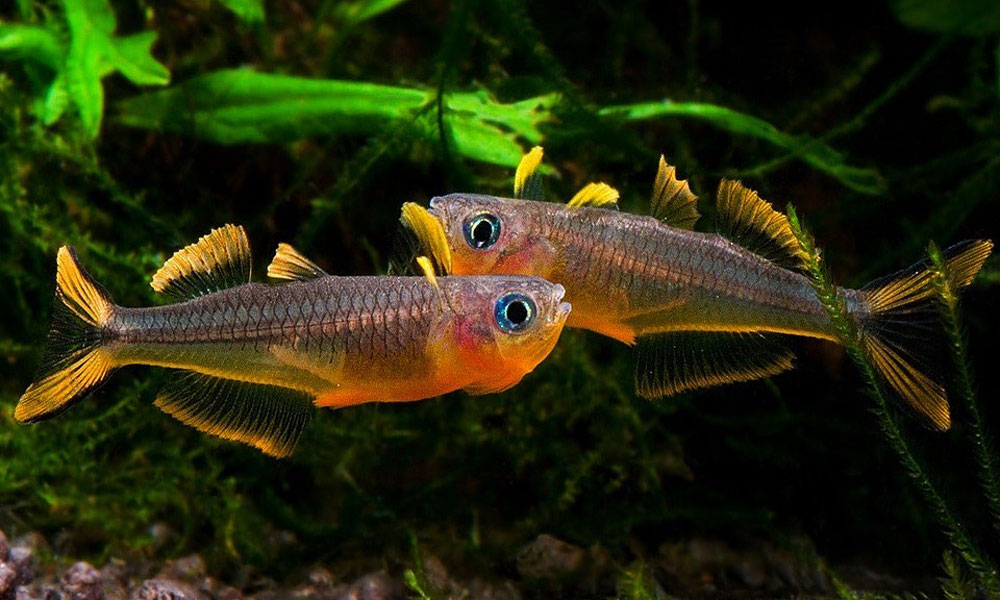 Forktailed Rainbowfish (Pseudomugil furcatus)