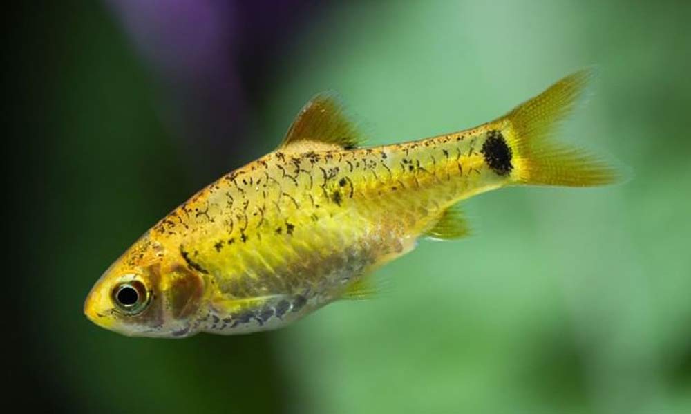 Gold Barb Fish (Puntius semifasciolatus)