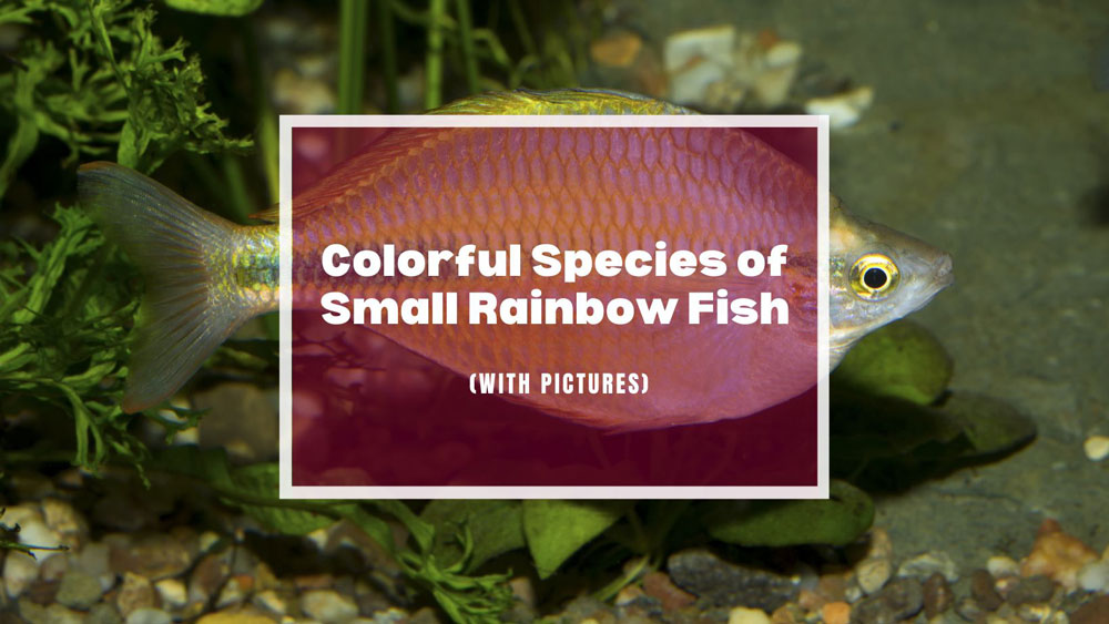 Small RainbowFish