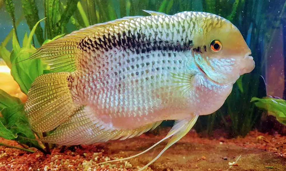 adult festivum cichlid